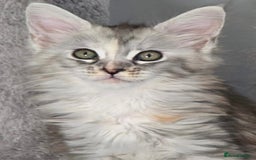 Maine Coon cats for sale: TICA Registered Maine Coon Kittens - Image 19