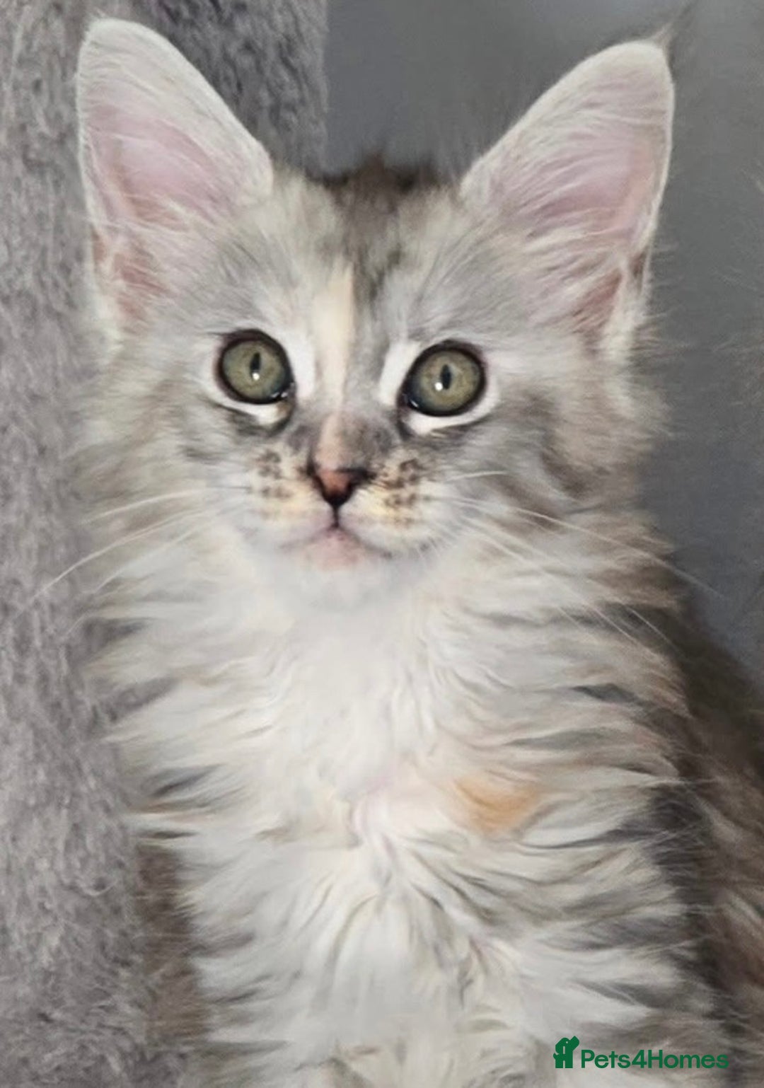 Maine Coon cats for sale: TICA Registered Maine Coon Kittens - Image 19
