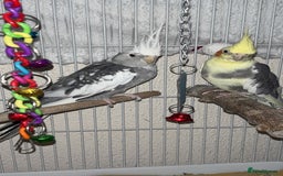 Cockatiels birds for sale: Bonded pair of PET only cockatiels  - Image 1