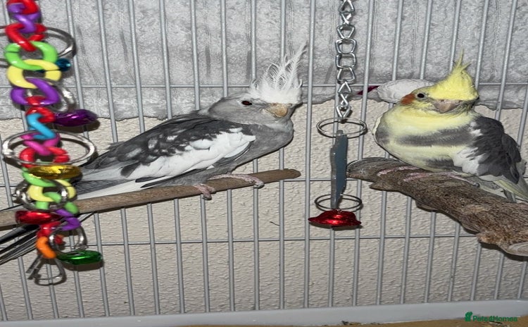 Cockatiels birds - Advert 1