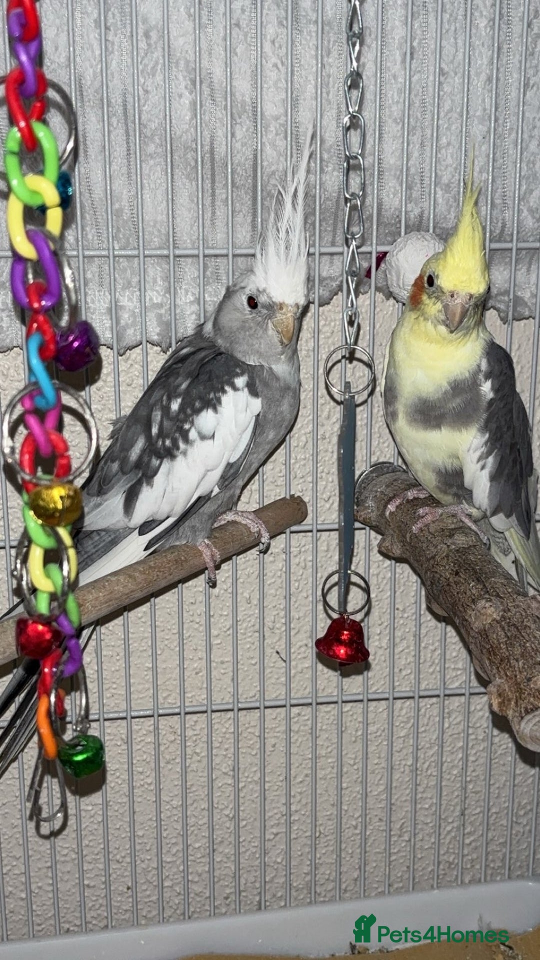 Cockatiels birds for sale: Bonded pair of PET only cockatiels  - Image 1