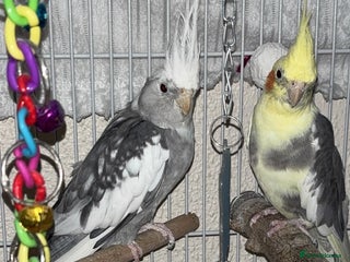 Cockatiels birds - Advert 7