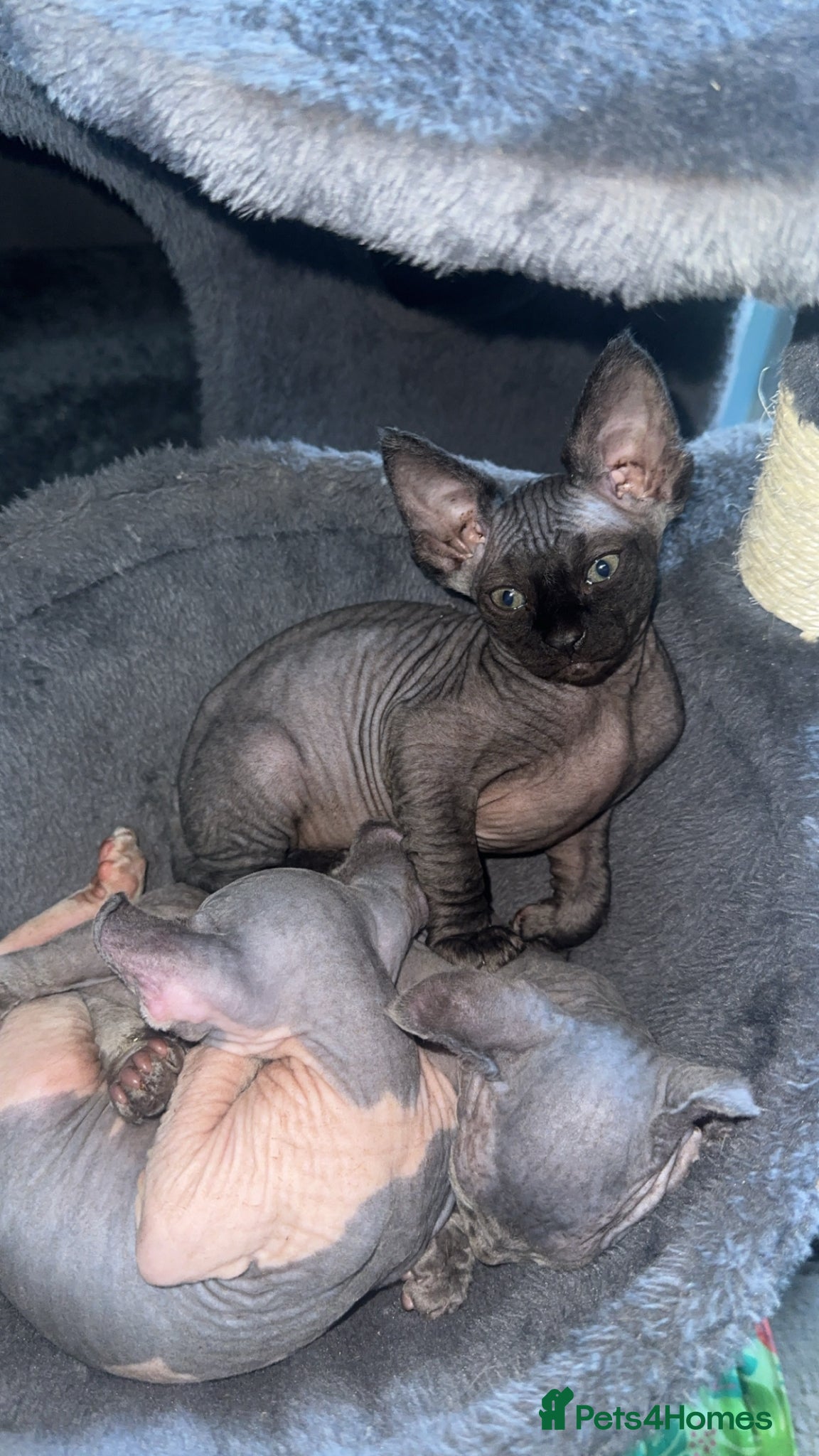 Mixed Breed cats Ready to go now!! Sphynx 💜 - Advert 7