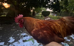 Chickens poultry for sale: Flock of Chickens - Image 10
