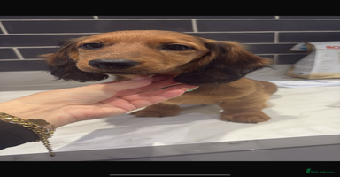 Miniature Dachshund dogs - Advert 14
