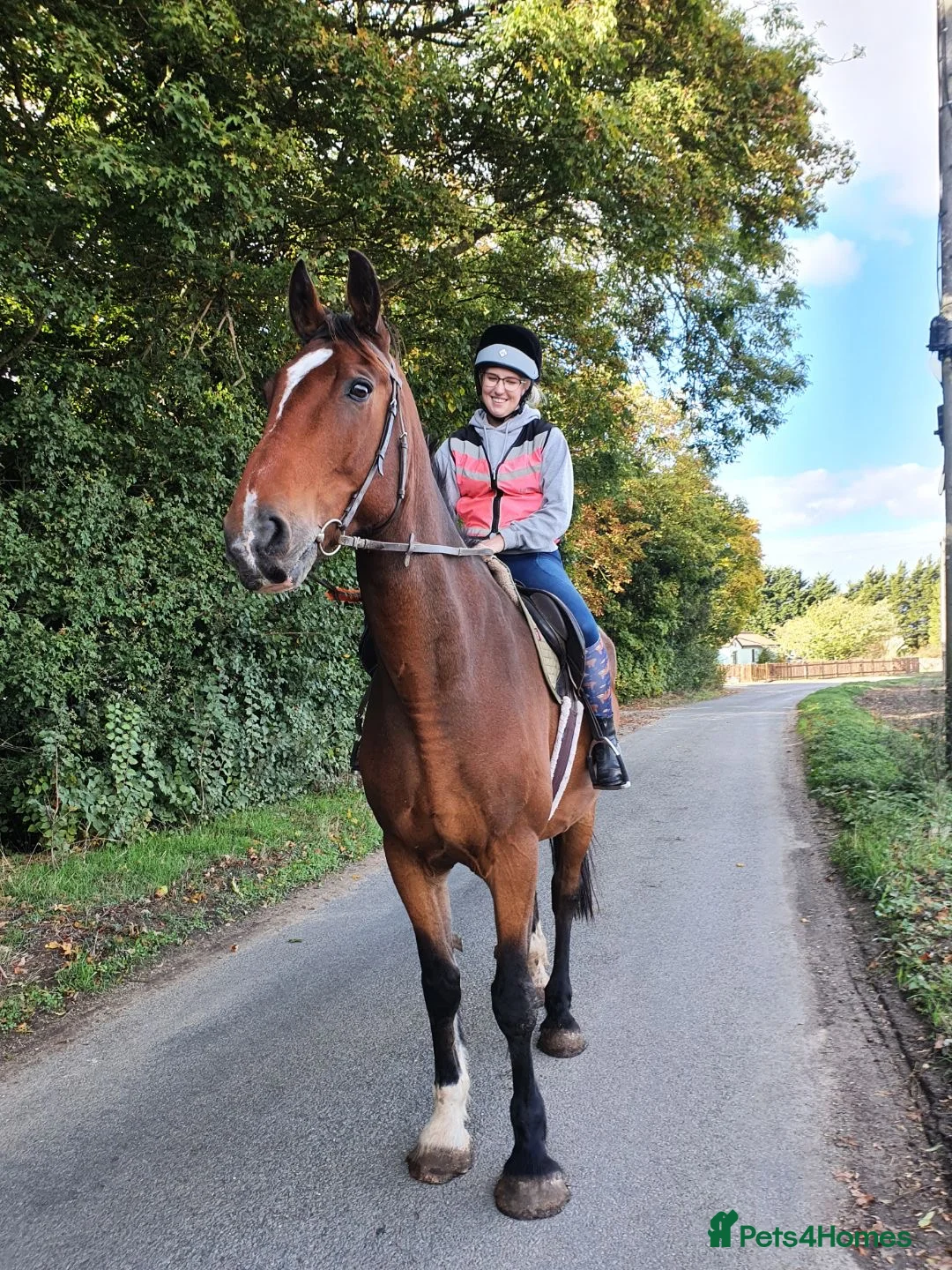Shire horses for sale: 18.2hh 16yr old TB X Shire gelding - Advert 1