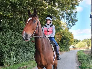 Shire horses 18.2hh 16yr old TB X Shire gelding - Advert 7