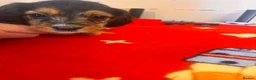 Doxiepoo dogs for sale: Doxiepoo puppy’s  - Advert 32