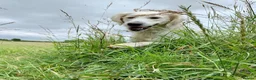 Golden Retriever dogs for sale: KC reg Golden retriever puppies 5* licence - Advert 37