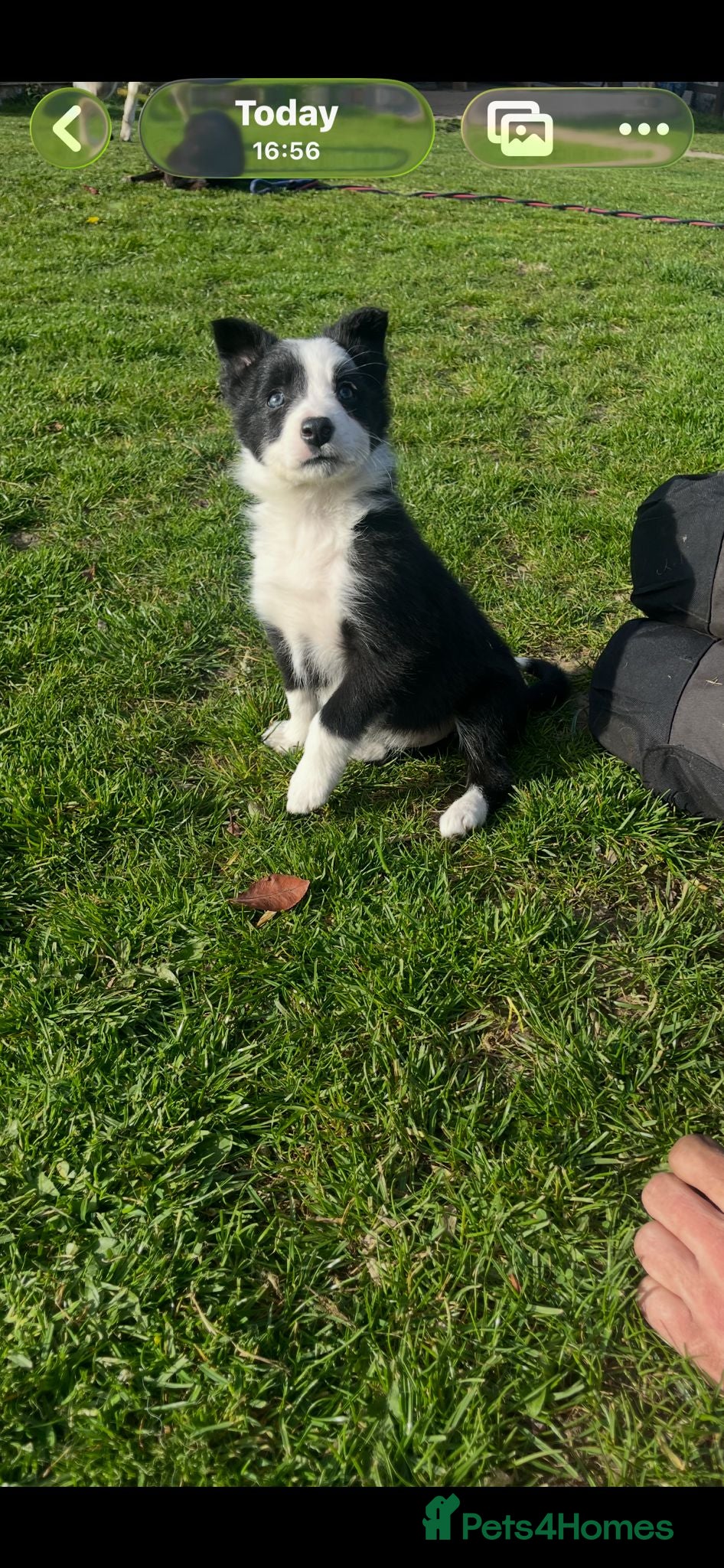 Border Collie dogs Border collie puppy’s ready now  - Advert 1