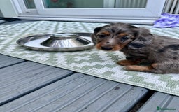 Dachshund dogs for sale: KC reg. Long hair miniature Dachshund puppies  - Image 18