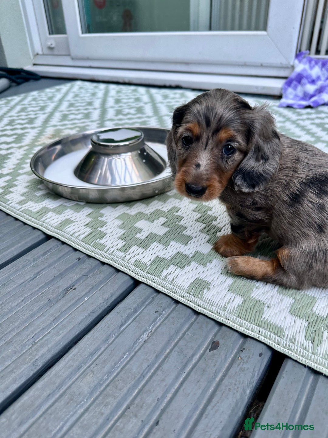 Dachshund dogs for sale: KC reg. Long hair miniature Dachshund puppies  - Image 18