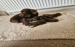 Miniature Dachshund dogs for sale: Kc Miniature dachshund  - Image 4