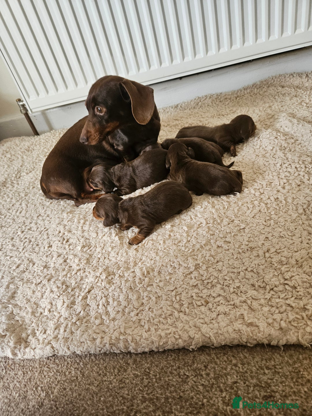 Miniature Dachshund dogs for sale: Kc Miniature dachshund  - Image 4