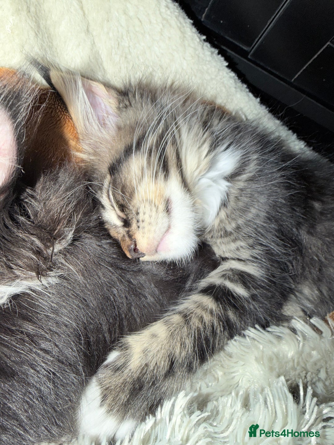 Maine Coon cats for sale: TICA reg adorable Maine Coon baby kittens  - Advert 34