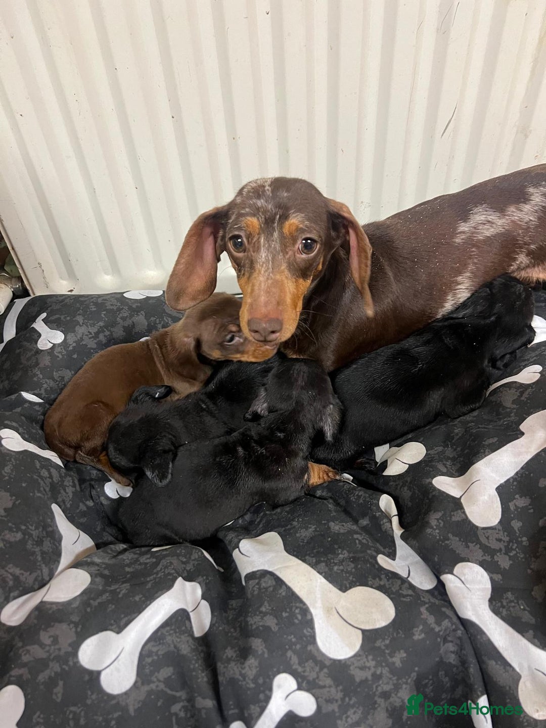 Miniature Dachshund dogs for sale: Beautiful miniature dachshund puppy's  - Advert 1