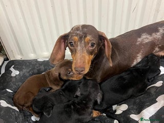 Miniature Dachshund dogs Beautiful miniature dachshund puppy's - Advert 1