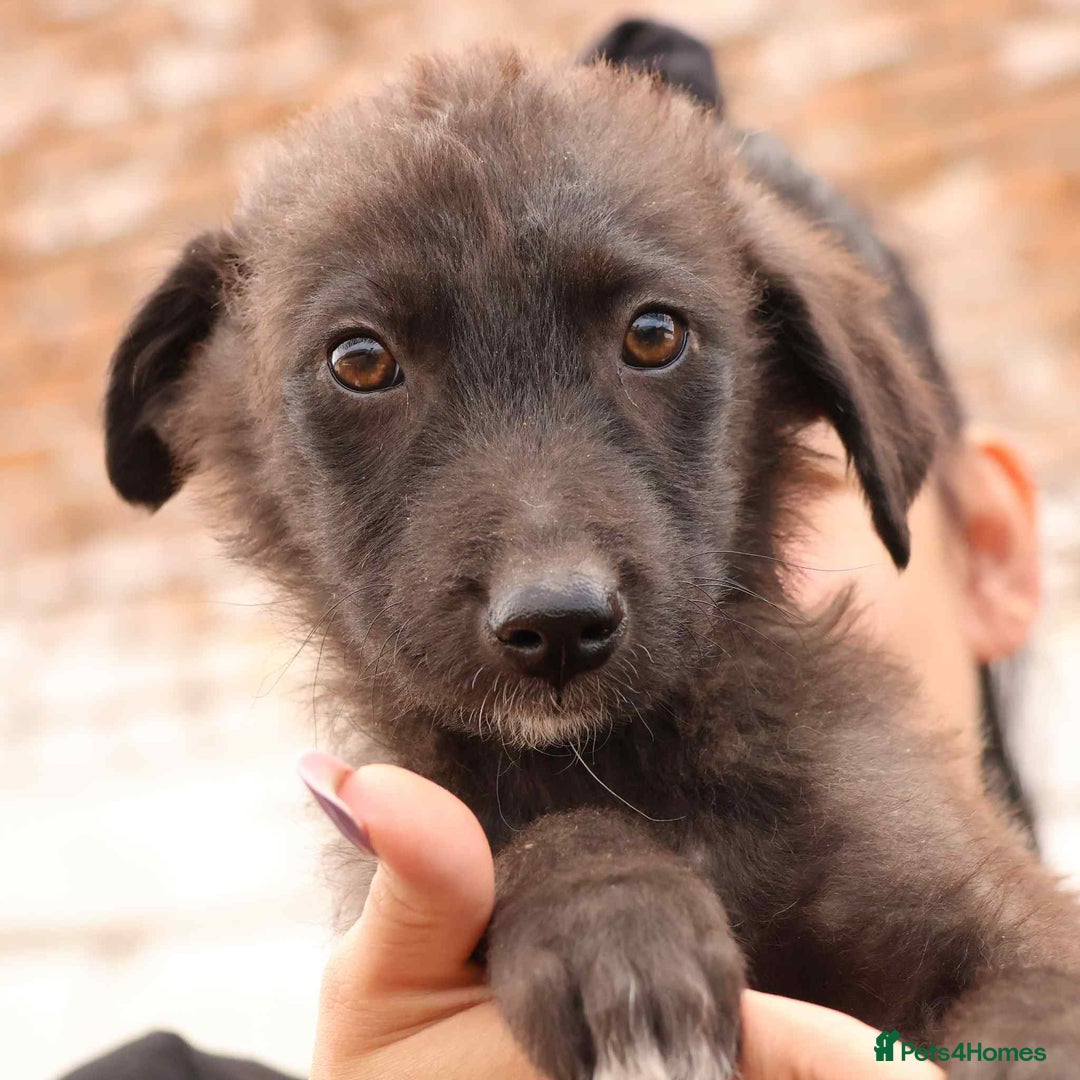 Mixed Breed dogs for adoption: Peggy - In Ayr looking for a home  - Advert 4