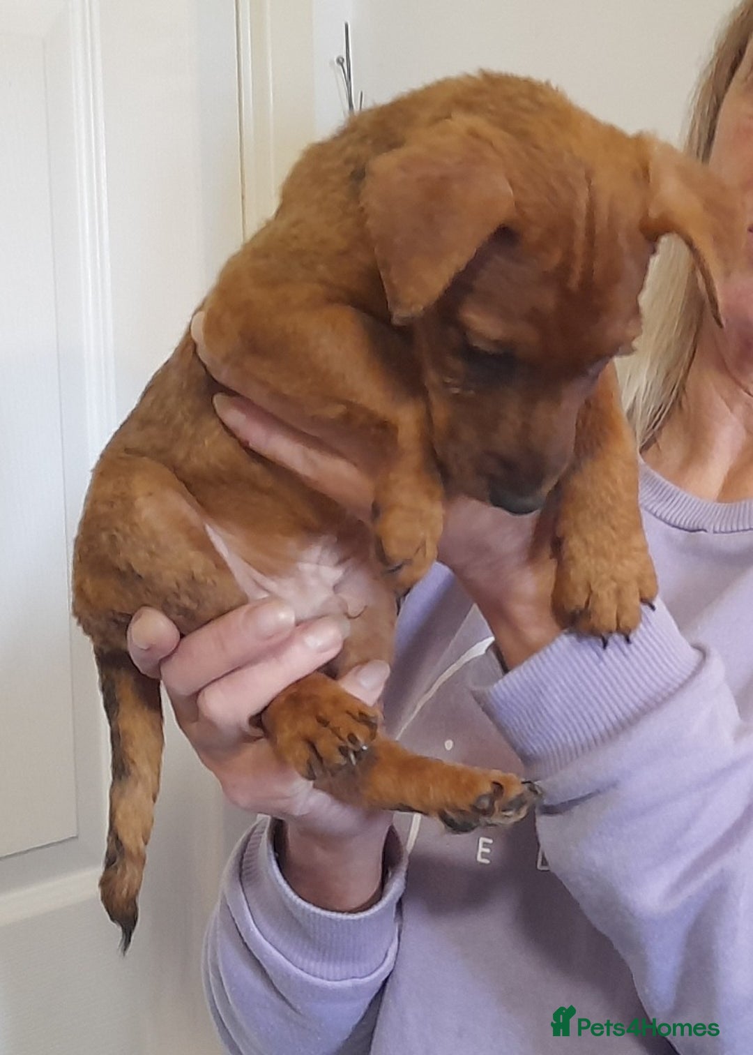 Mixed Breed dogs for sale: Jack russel X lakeland 13 weeks old male  - Advert 4