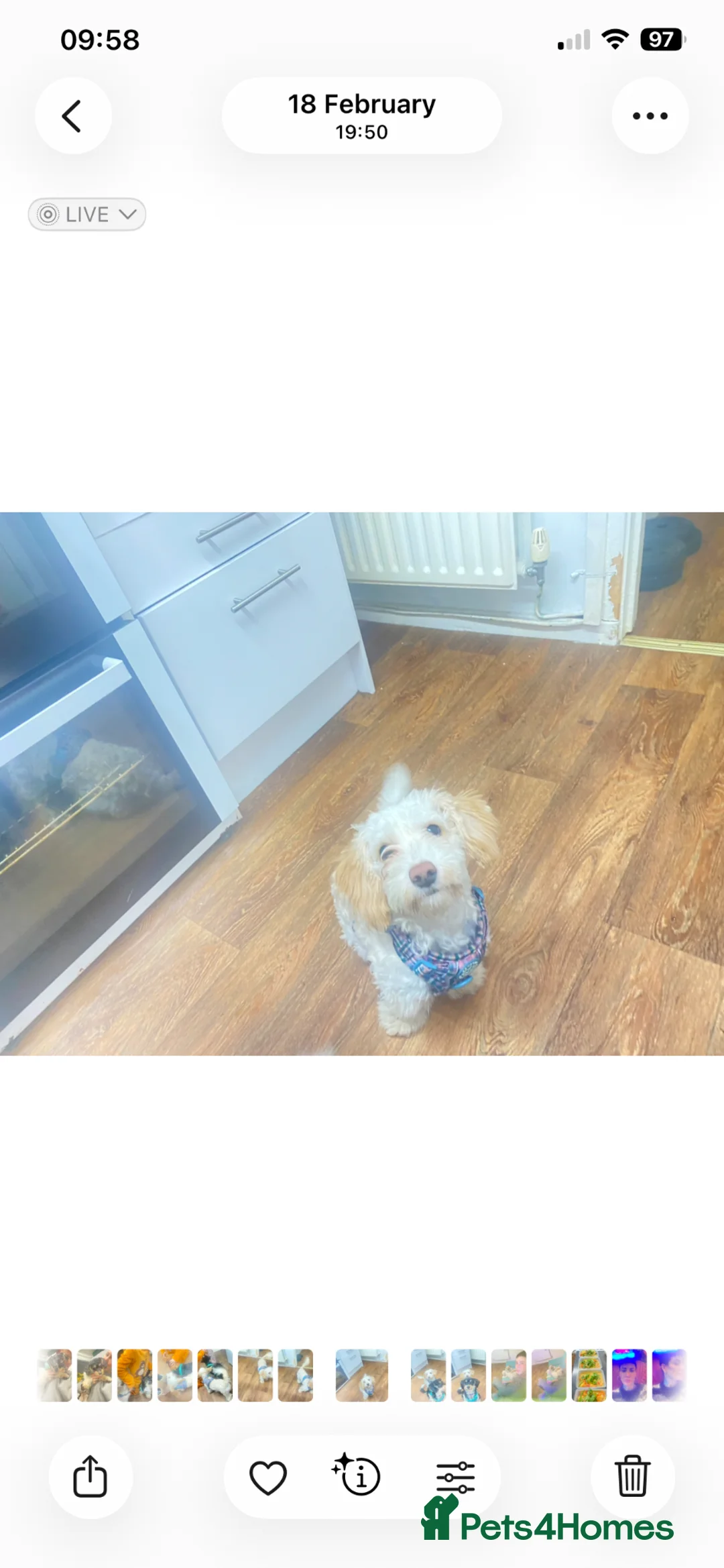Shihpoo dogs for sale: Beautiful shihpoo for rehoming - Advert 1