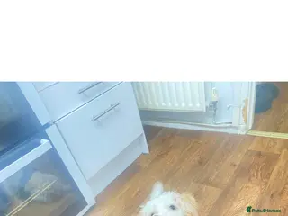 Shihpoo dogs Beautiful shihpoo for rehoming - Advert 6