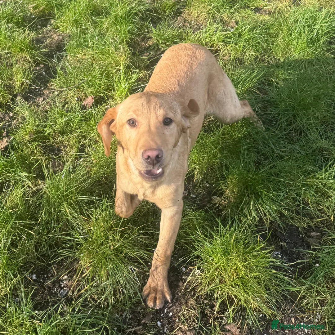 Labrador Retriever dogs for sale: 🧡 Older Yellow & Red RKC Labrador Boys 💛 - Advert 16