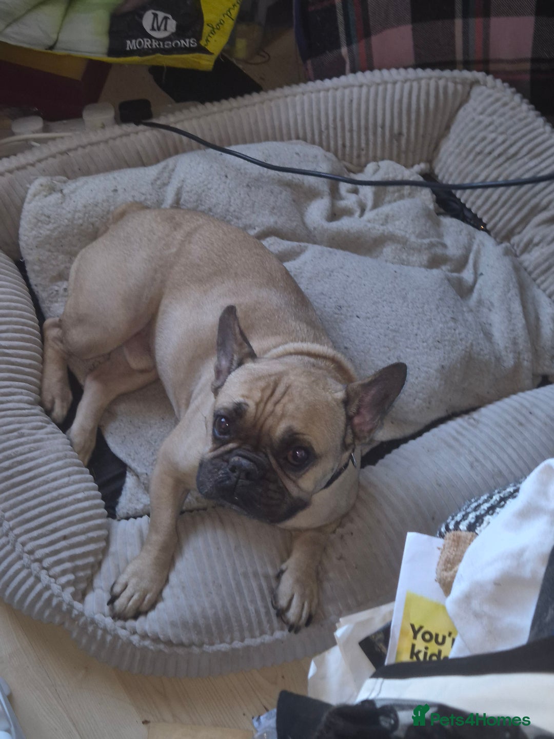 French Bulldog dogs for sale: Otis for sale - Advert 2