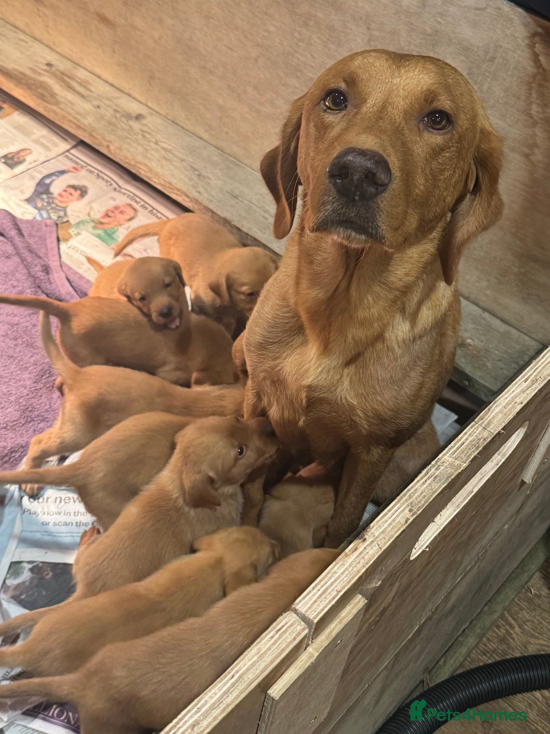 Labrador Retriever dogs for sale: 🐶 KC Registered Fox Red Labrador Puppies 🐶 - Advert 3