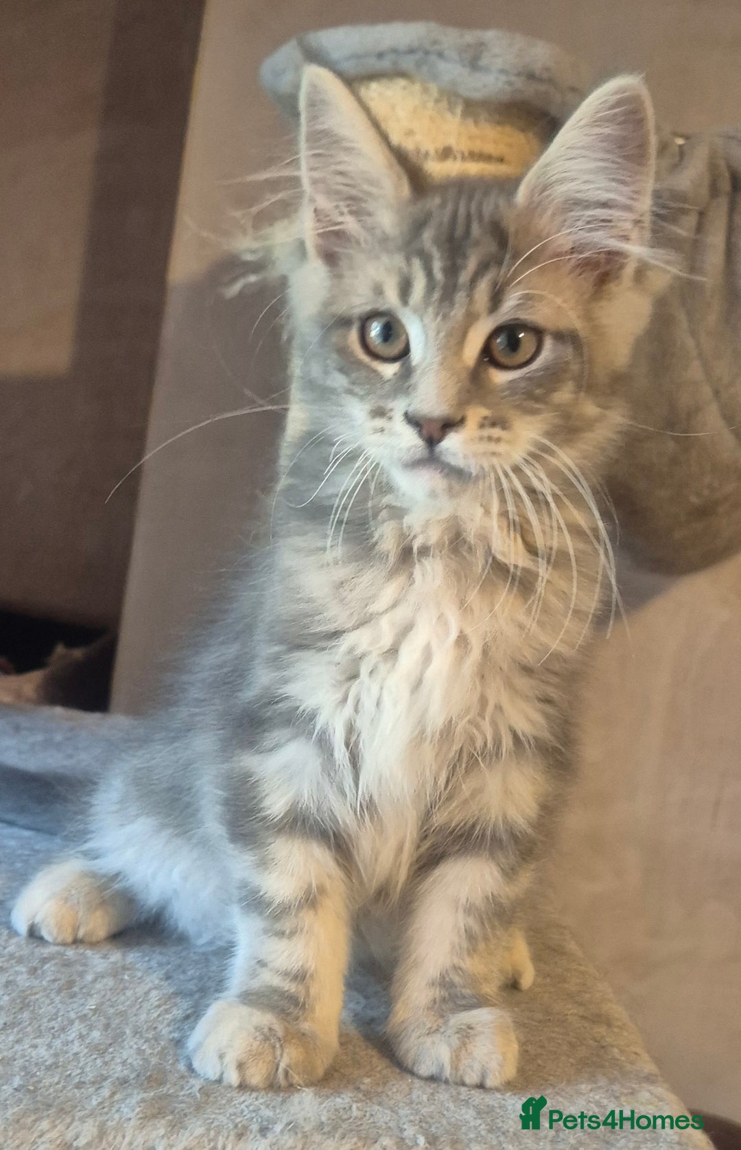 Maine Coon cats for sale: Beautiful Maine Coon kittens  - Image 5
