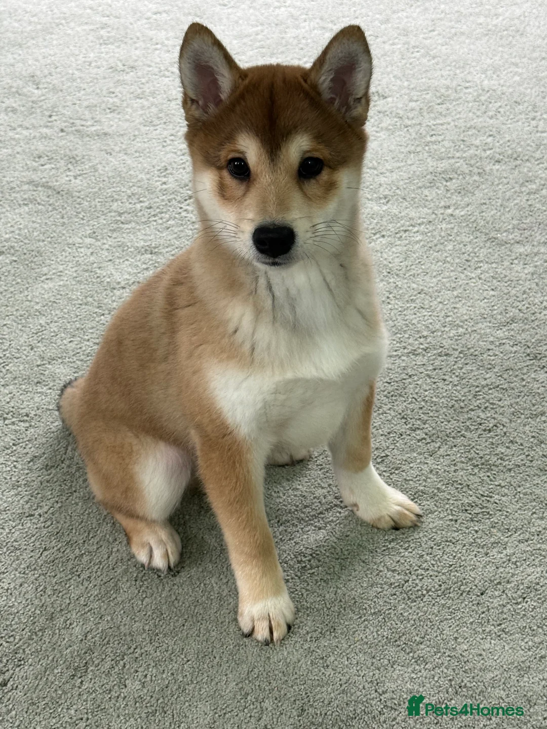 Japanese Shiba Inu dogs for sale: Bonny boy - Advert 3