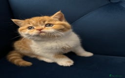 British Shorthair cats for sale: Chunky Red and White British Shorthair TICA - Image 20