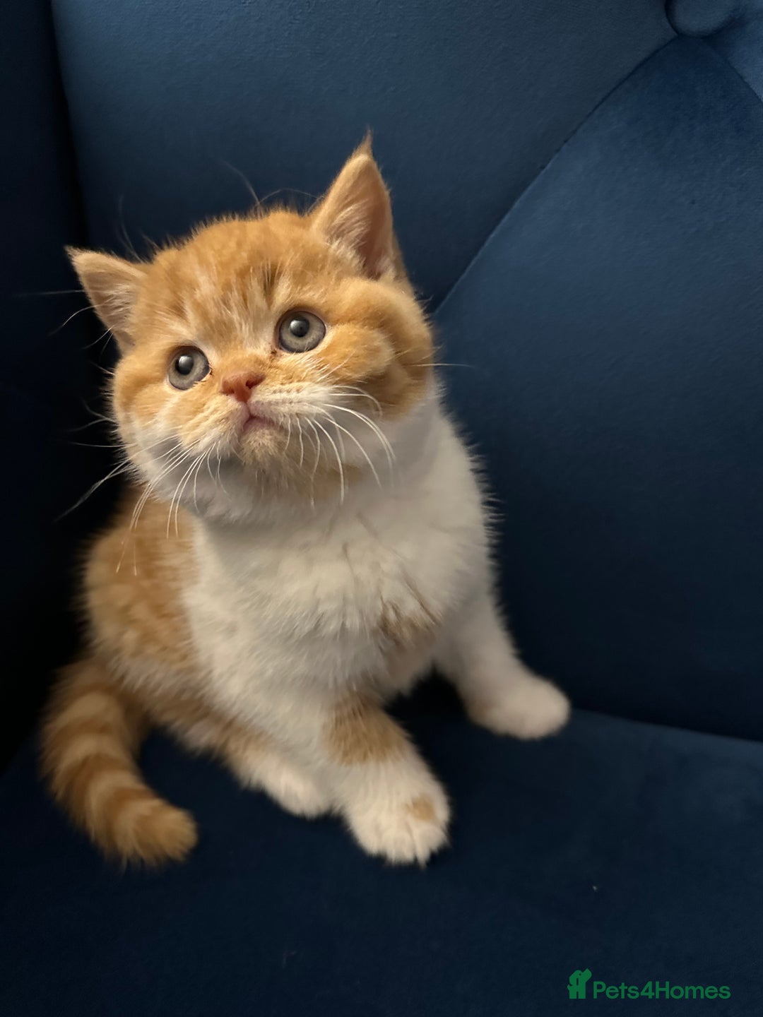 British Shorthair cats for sale: Chunky Red and White British Shorthair TICA - Image 20