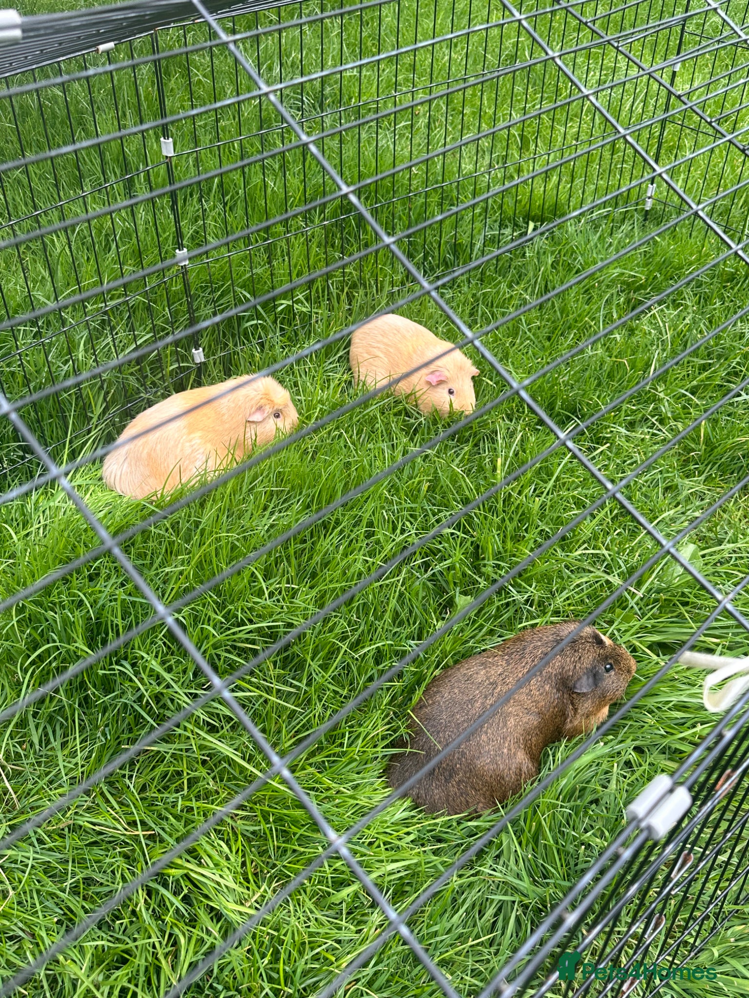 Guinea Pig rodents X3 Guinea Pig Sows for sale - Advert 4