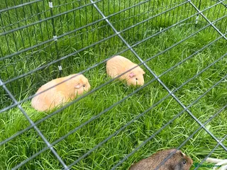 Guinea Pig rodents X3 Guinea Pig Sows for sale - Advert 1