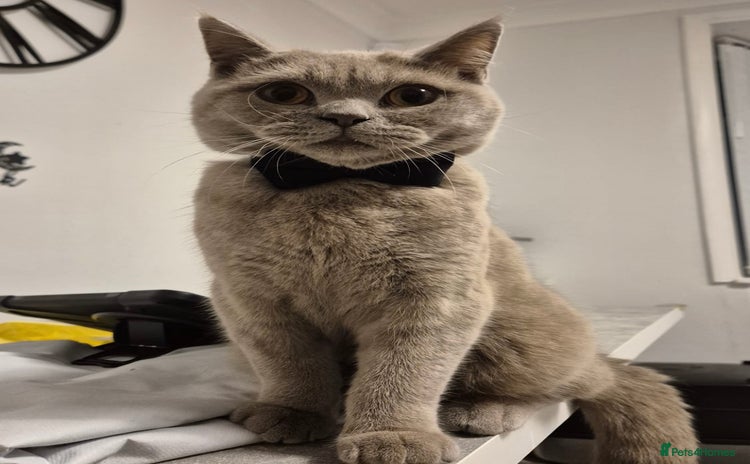 British Shorthair cats - Advert 3