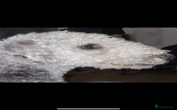 Mixed Breed dogs for sale: Beddlington whippet puppies  - Advert 3