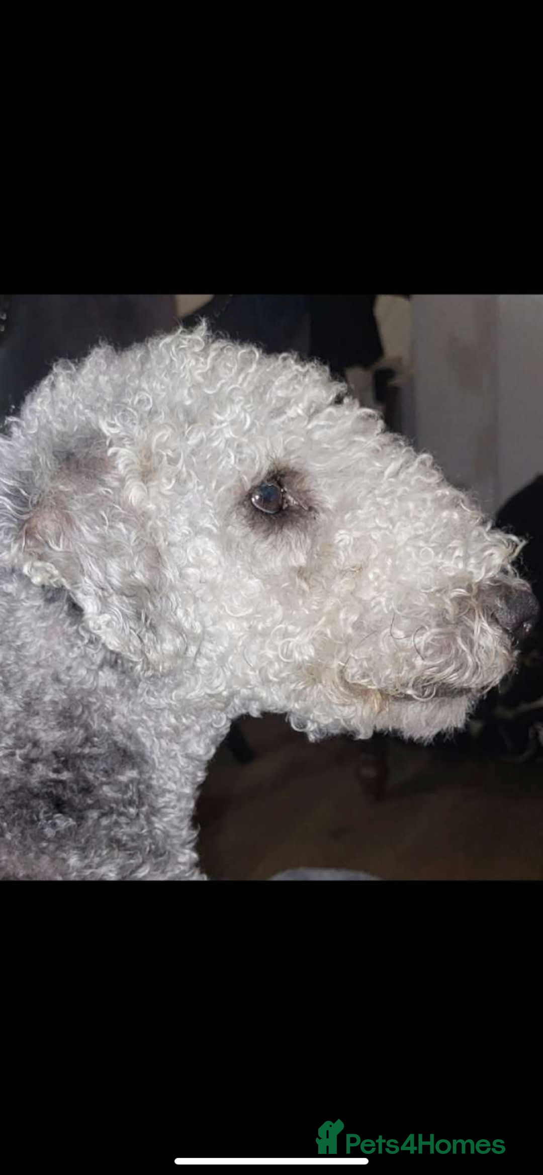 Mixed Breed dogs for sale: Beddlington whippet puppies  - Advert 3