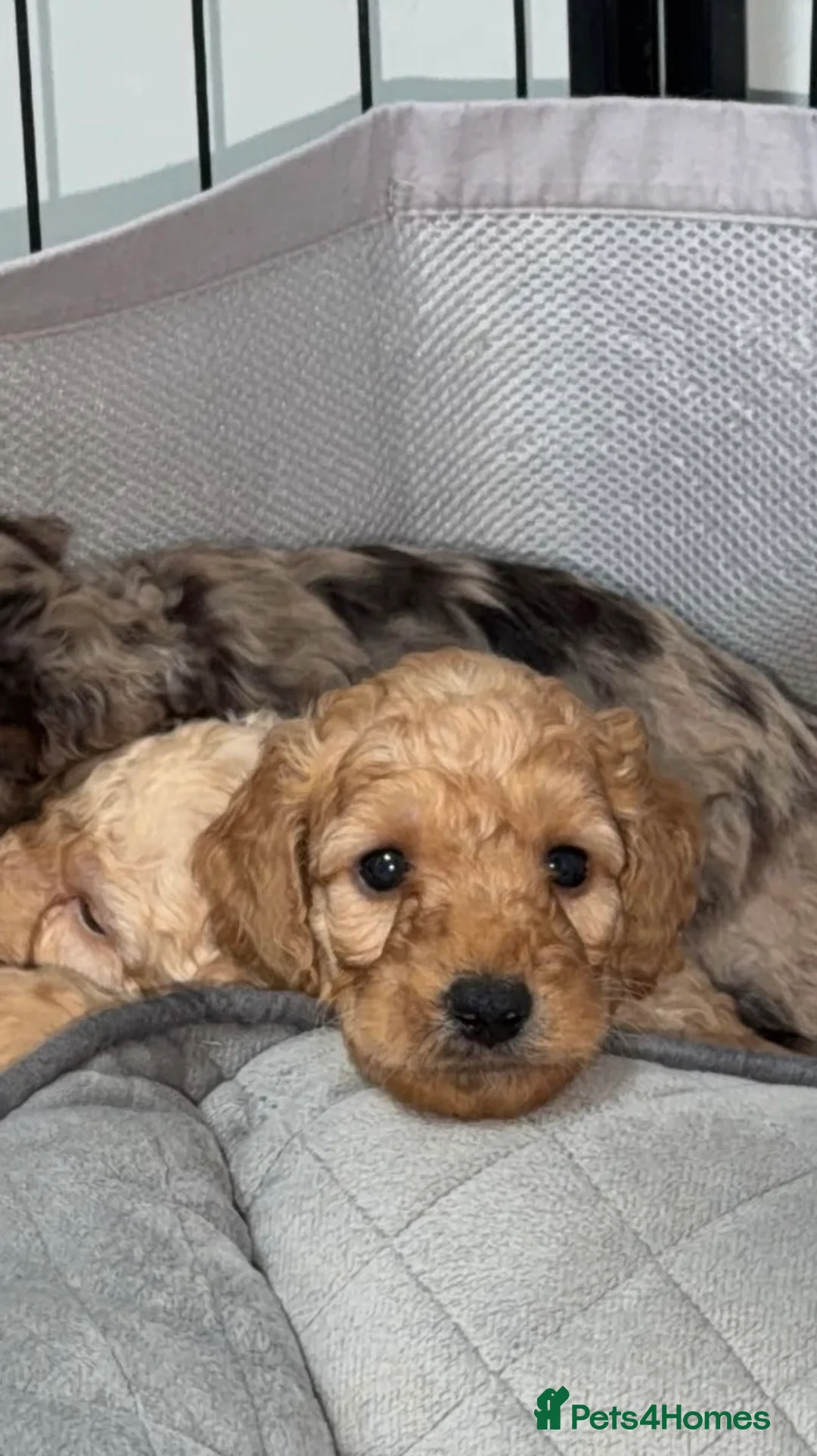 Cockapoo dogs for sale: F2b cockapoo puppies  - Advert 11