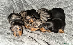 Miniature Dachshund dogs for sale: Miniature dachshund puppies  - Advert 7