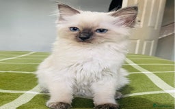 Ragdoll cats for sale: Ragdoll kittens (ready to leave now) - Image 21