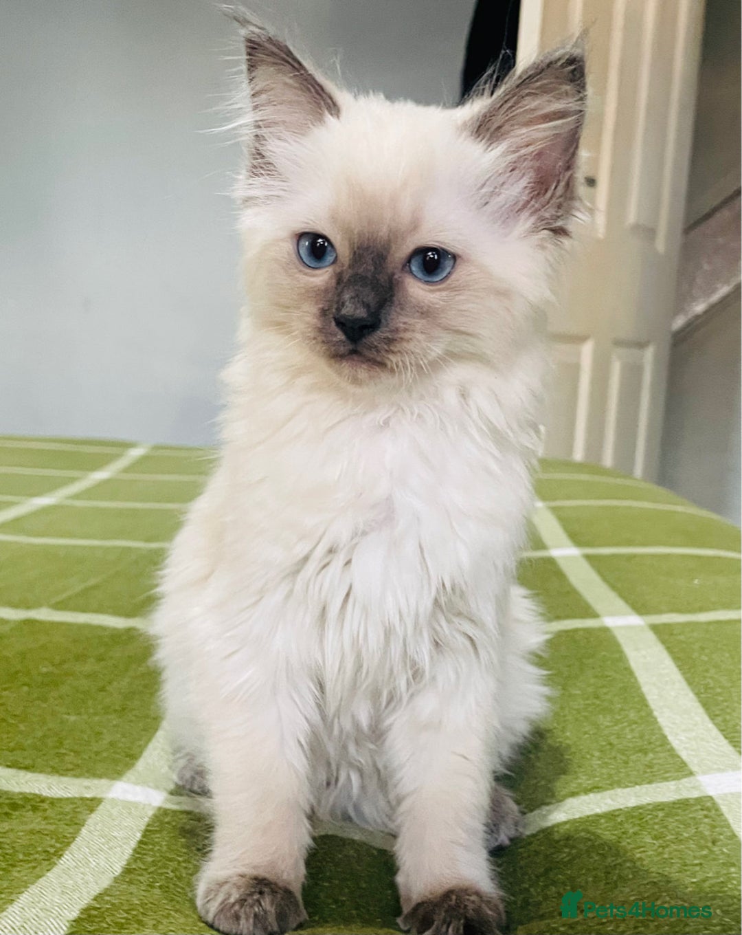 Ragdoll cats for sale: Ragdoll kittens (ready to leave now) - Image 21