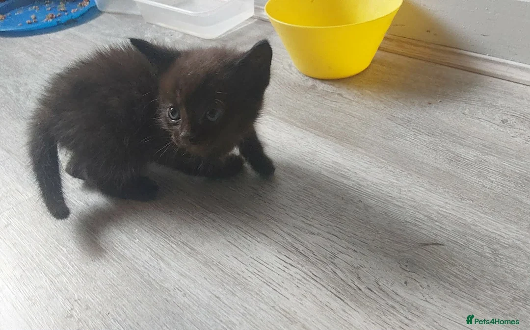 Mixed Breed cats for sale: Last male kitten  - Advert 2