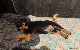 Rottweiler dogs for sale: 3 male Rottweiler pups ready to leave.  - Image 3