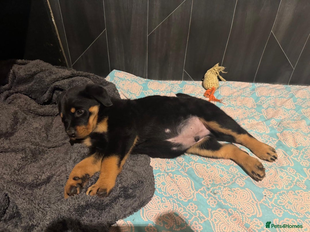 Rottweiler dogs for sale: 3 male Rottweiler pups ready to leave.  - Image 3
