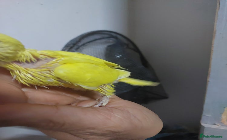 Budgerigars birds - Advert 3