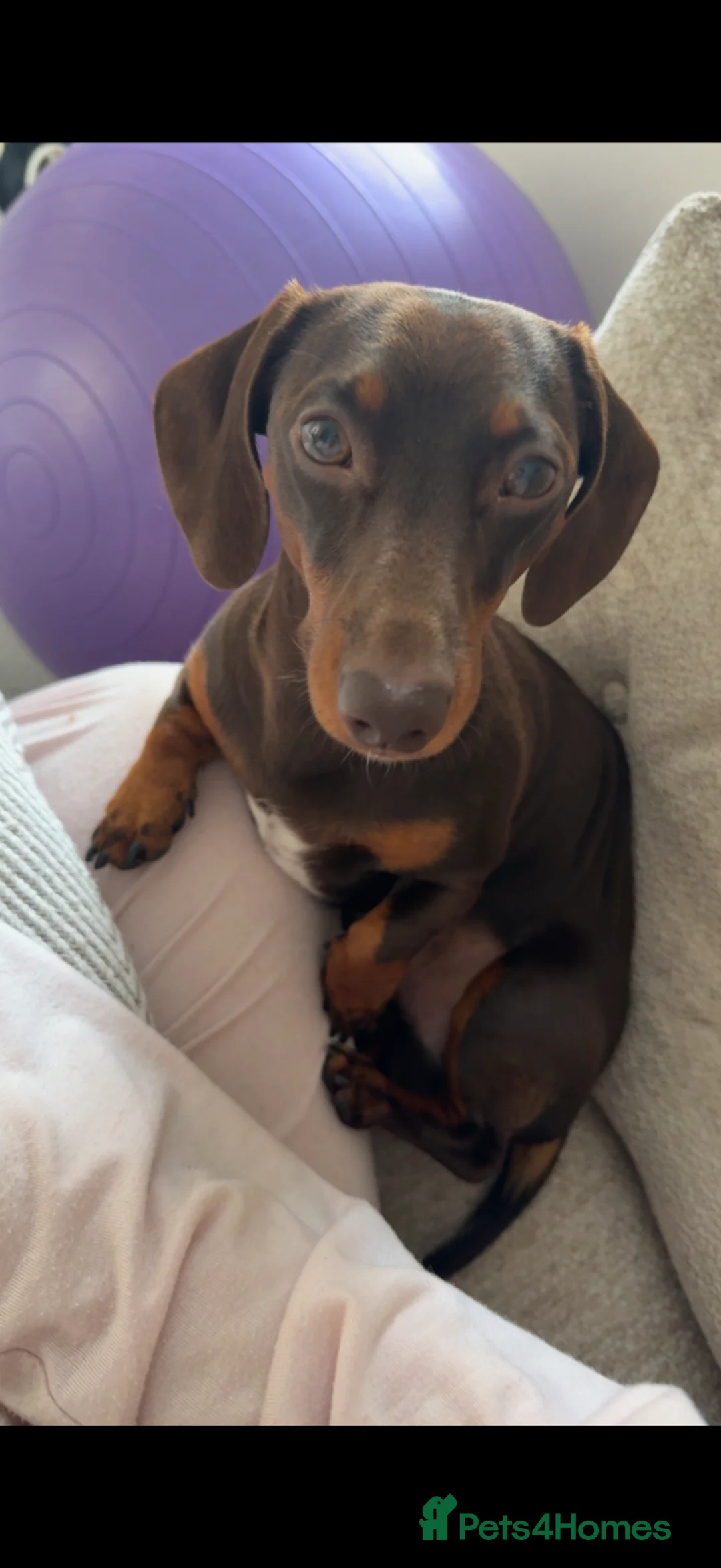 Miniature Dachshund dogs for stud: PICKLE FOR STUD ONLY - Advert 3