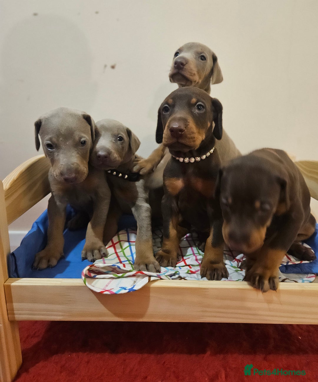 Dobermann dogs for sale: Stunning Female Ready for Lifelong Home  - Advert 23