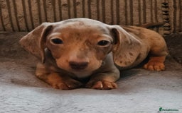 Dachshund dogs for sale: Miniature Dachshund puppy's for sale - Image 7