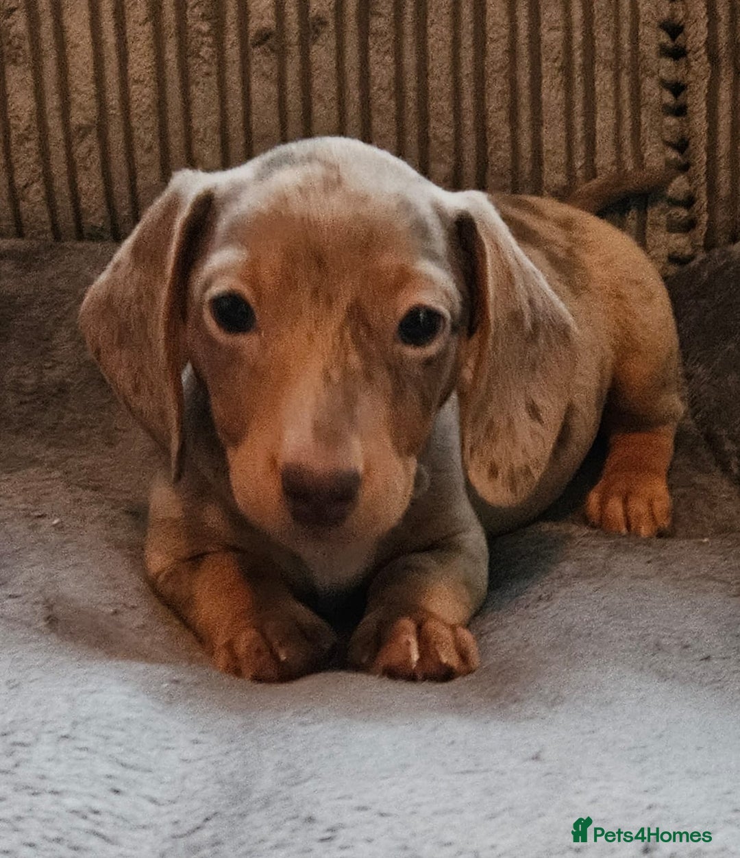 Dachshund dogs for sale: Miniature Dachshund puppy's for sale - Image 7