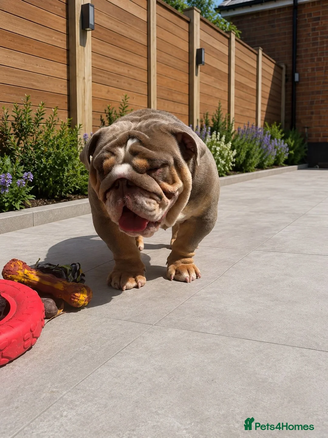 English Bulldog dogs for sale: Pet home only she will be spayed (no Breeders) - Advert 6